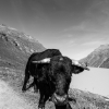 a-little-bit-of-switzeland-20