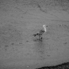 Voyage La Nomade Manche-08