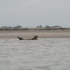 Voyage La Nomade Manche-14