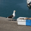 Voyage La Nomade Manche-23
