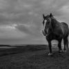 Normandie-Bretagne-19