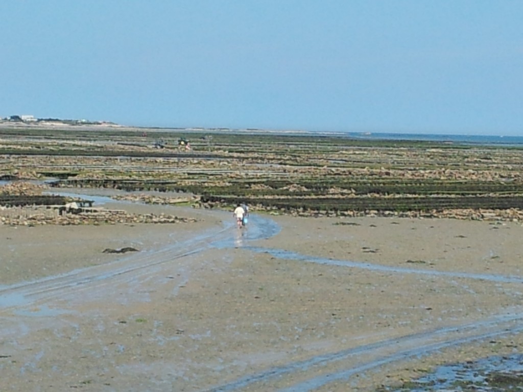 Oyster parks at low tide